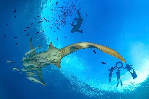 Snorkelers explore vibrant marine life in the Maldives, swimming alongside a majestic Tawny nurse