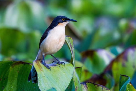 Picking bird (Donacobius atricapilla), Pantanal, Brazil, South America