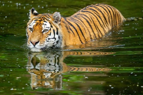 Siberian tiger (Panthera tigris tigris) swimming in a lake, captive, Germany