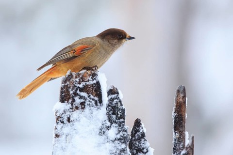 Siberian Jay (Perisoreus infaustus), Finland