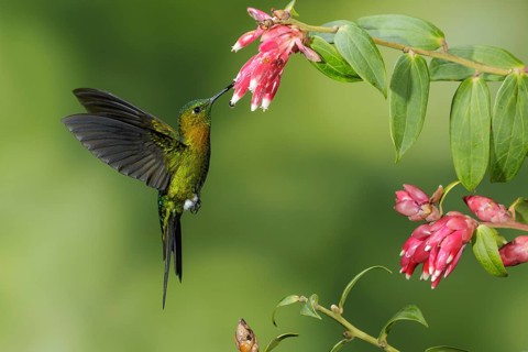 Golden-breasted Puffleg (Eriocnemis mosquera) flying and feeding at a flower in the mountains of