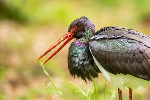 Black stork (Ciconia nigra) standing on a meadow, Bavaria, Germany