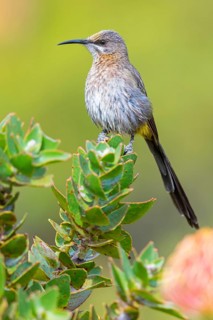 Cape sugarbird (Promerops cafer), Harold Porter National Botanical Gardens, Betty's Bay, Western