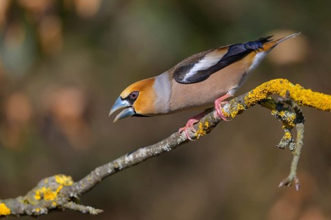 Hawfinch (Coccothraustes coccothraustes), male in breeding plumage on a lichen-covered branch,