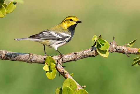 Black-throated Green Warbler (Setophaga virens) male, Texas, USA