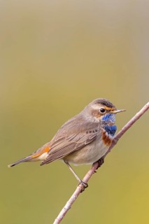 Bluethroat (Luscinia svecica), (Luscinia svecicus), Rhineland-Palatinate, Germany
