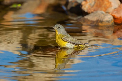 Nashville Warbler Vermivora ruficapilla Amado, Santa Cruz County, Arizona, United States 16 April