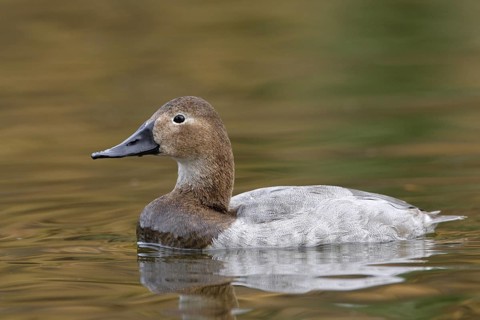 Canvasback (Aythya valisineria) female, Arizona, USA
