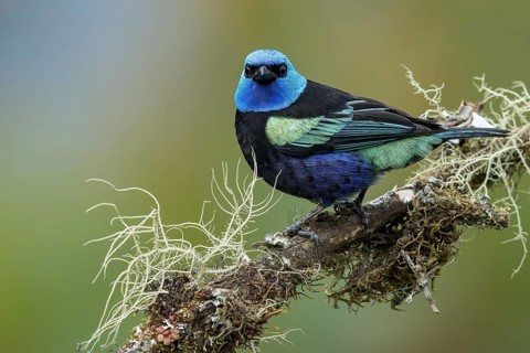 Blue-necked Tanager (Tangara cyanicollis) perched on a branch in Colombia, South America
