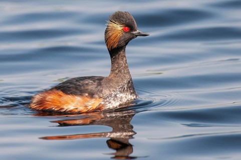 Black-necked Grebe (Podiceps nigricollis) in its plumage, Goldenstedter Moor, Goldenstedt, Lower