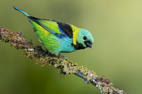 Green-headed Tanager (Tangara seledon) perched on a branch in the Atlantic Rainforest of Brazil