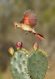 Northern Cardinal (Cardinalis cardinalis) female landing on cactus, Texas, USA