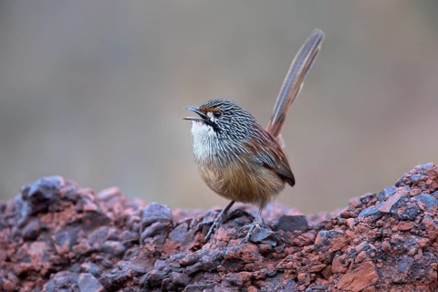 Striated Grasswren (Amytornis striatus whitei) singing from a rock, Western Australia, Australia