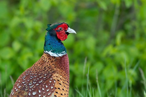 Common Pheasant (Phasianus colchicus) male, Smaland, Sweden