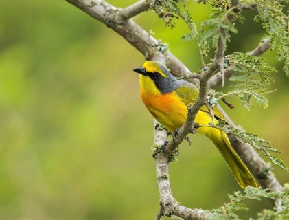 Orange-breasted Bushshrike (Chlorophoneus sulfureopectus), Uganda