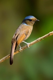 Large Niltava (Niltava grandis) female, Pahang, Malaysia