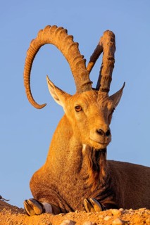 Nubian ibex, Nubian ibex, (Capra nubiana), animals, mammals, ibex, Ben Gurion's Tomb, Midreshet