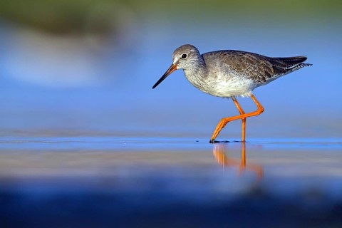 Redshank, (Tringa totanus), Animals, Birds, Snipe family, Raysut, Salalah, Sohar, Oman