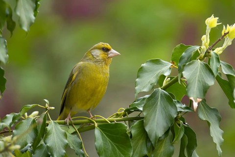 European greenfinch (Chloris chloris) adult male garden bird on an Ivy tree branch, Suffolk,