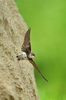 Sand martin (Riparia riparia), taking off from its breeding tube, Reussegg nature reserve, Canton