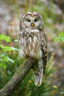 Ural owl (Strix uralensis), sitting on a branch with a natural background and observing its