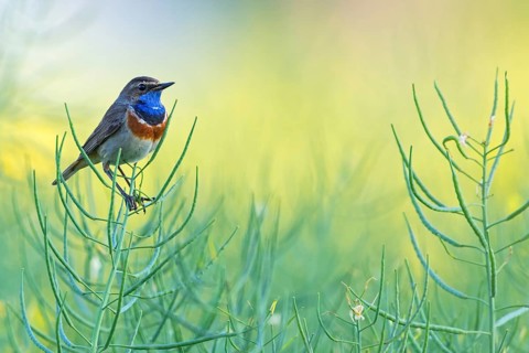 Blaukehlchen, Bluethroat, Luscinia svecica, Luscinia svecicus, Gorgebleue à miroir, Gorgebleue,