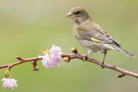 European Greenfinch (Chloris chloris) female, Rhineland-Palatinate, Germany