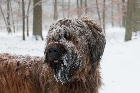 Briard, Berger de Brie in snowfall with snowflakes in fur in winter forest, Mönchbruch Nature