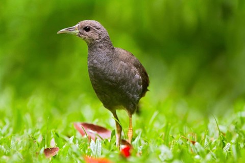 Pale-vented Bush-hen (Amaurornis moluccana ruficrissa), Queensland, Australia