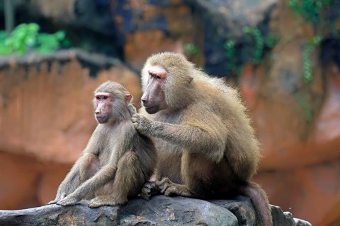 Mantled baboon (Papio hamadryas), two animals, grooming, sitting, on rocks, social behaviour