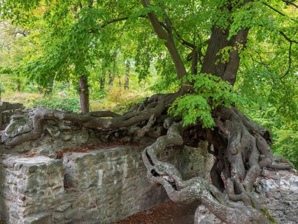 Old gnarled lime tree grows on the walls of a castle ruin, exposed roots form a gate, Lauenburg,