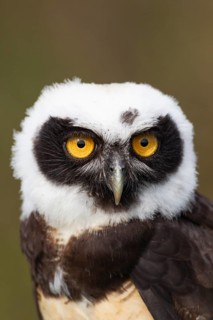 Spectacled owl (Pulsatrix perspicillata) adult bird head portrait, England, United Kingdom -