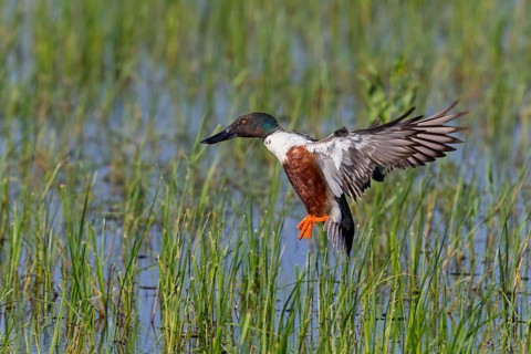 Shoveler, (Anas clypeata), flight photo, animals, birds, ducks, duck family, male, Lake Neusiedl,