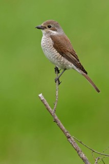 Red-backed shrike (Lanius collurio), Pie-griËche Ècorcheur, AlcaudÛn Dorsirrojo, Spider, spider,