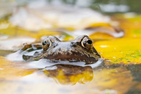 Common frog (Rana temporaria) adult amphibian on the water surface of a pond with fallen autumn
