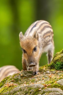 Wild boar (Sus scrofa) piglet standing in a forest, Bavaria, Germany