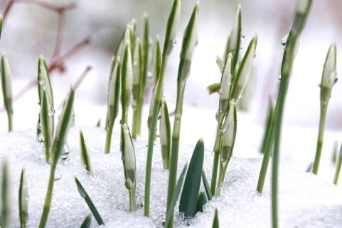 First snowdrops in snow with drops of water, winter, Germany