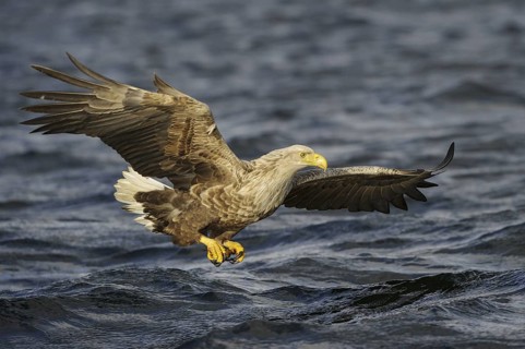 White-tailed Eagle (Haliaeetus albicilla) flying, Nord-Trondelag, Norway