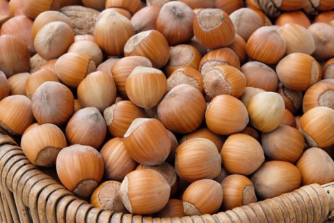 Hazelnut (Corylus 'Daria')