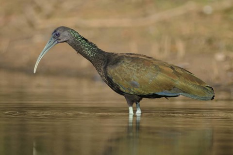 Green Ibis (Mesembrinibis cayennensis), Pantanal, Brazil