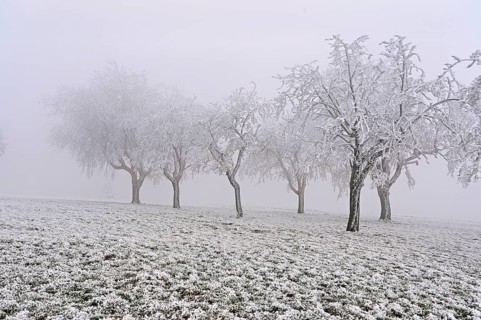 Row of trees with hoarfrost, Lindenberg, Freiamt, Canton of Aargau, Switzerland