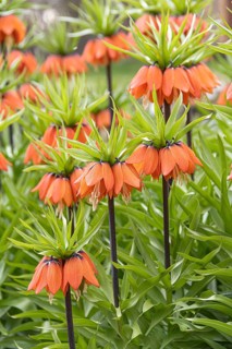 Imperial Crown (Fritillaria imperialis 'Aurora')