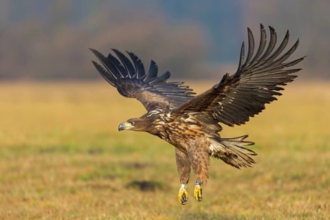 White-tailed eagle, hawk family, animals, birds, birds of prey, (Haliaeetus albicilla), biotope,