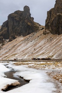 Group of Icelandic horses (Equus ferus caballus) in front of mountain, stream, snow, winter,