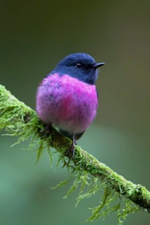 Pink Robin (Petroica rodinogaster) male perched on a mossy branch, Victoria, Australia