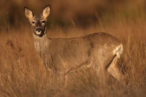 A graceful roe deer stands alert amidst golden grass, blending seamlessly into the natural
