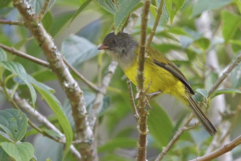 Gray-hooded Bush-Tanager (Cnemoscopus rubrirostris) perched on a branch in Ecuador, South America