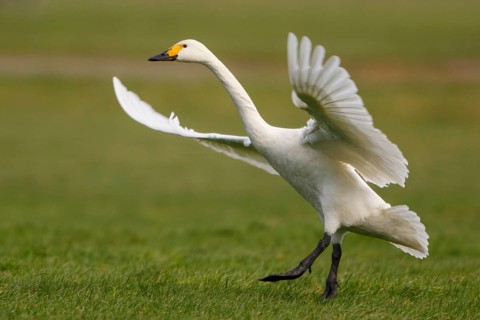 Tundra Swan (Cygnus columbianus bewickii) flying, Netherlands