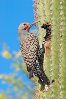 Gilded Flicker Colaptes auratus Tucson, Pima Co., ARIZONA, USA 29 April Adult Male Picidae