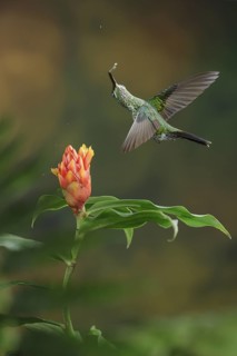 This is one of my favorite hummingbird photos that I have in my collection. It's taken using a